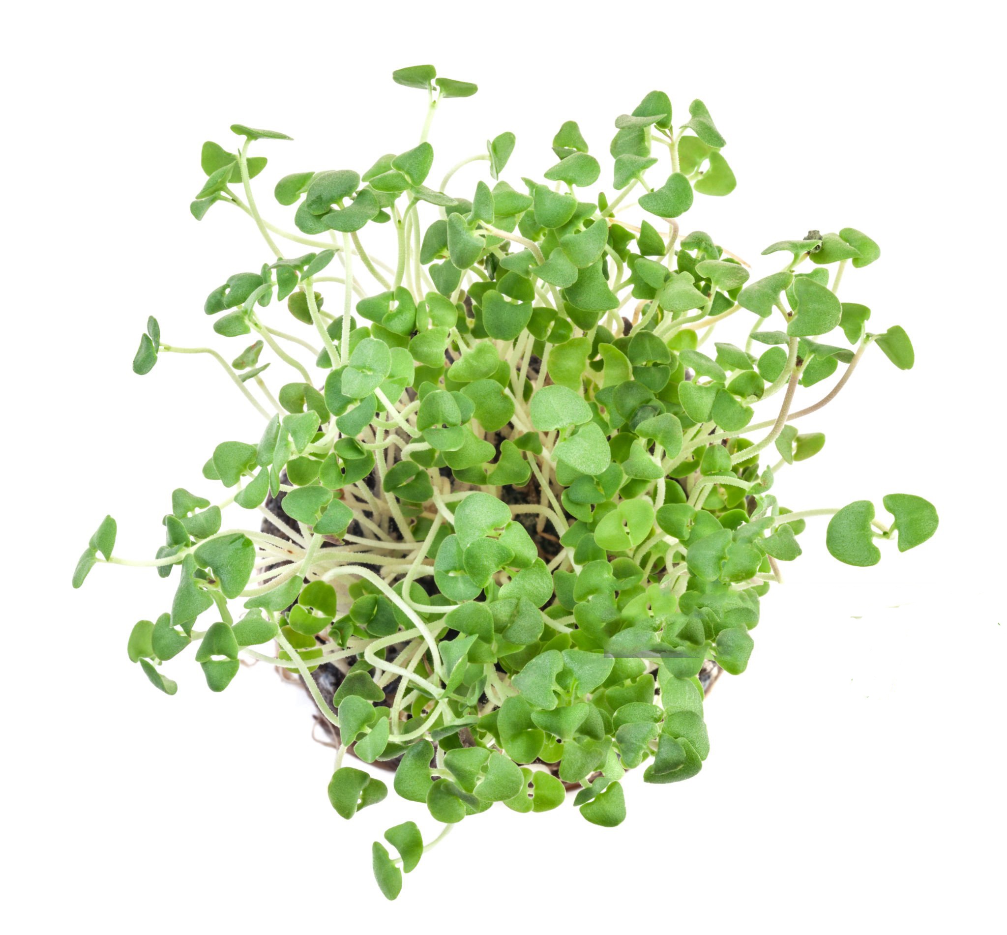 Busuioc Genovese Italian