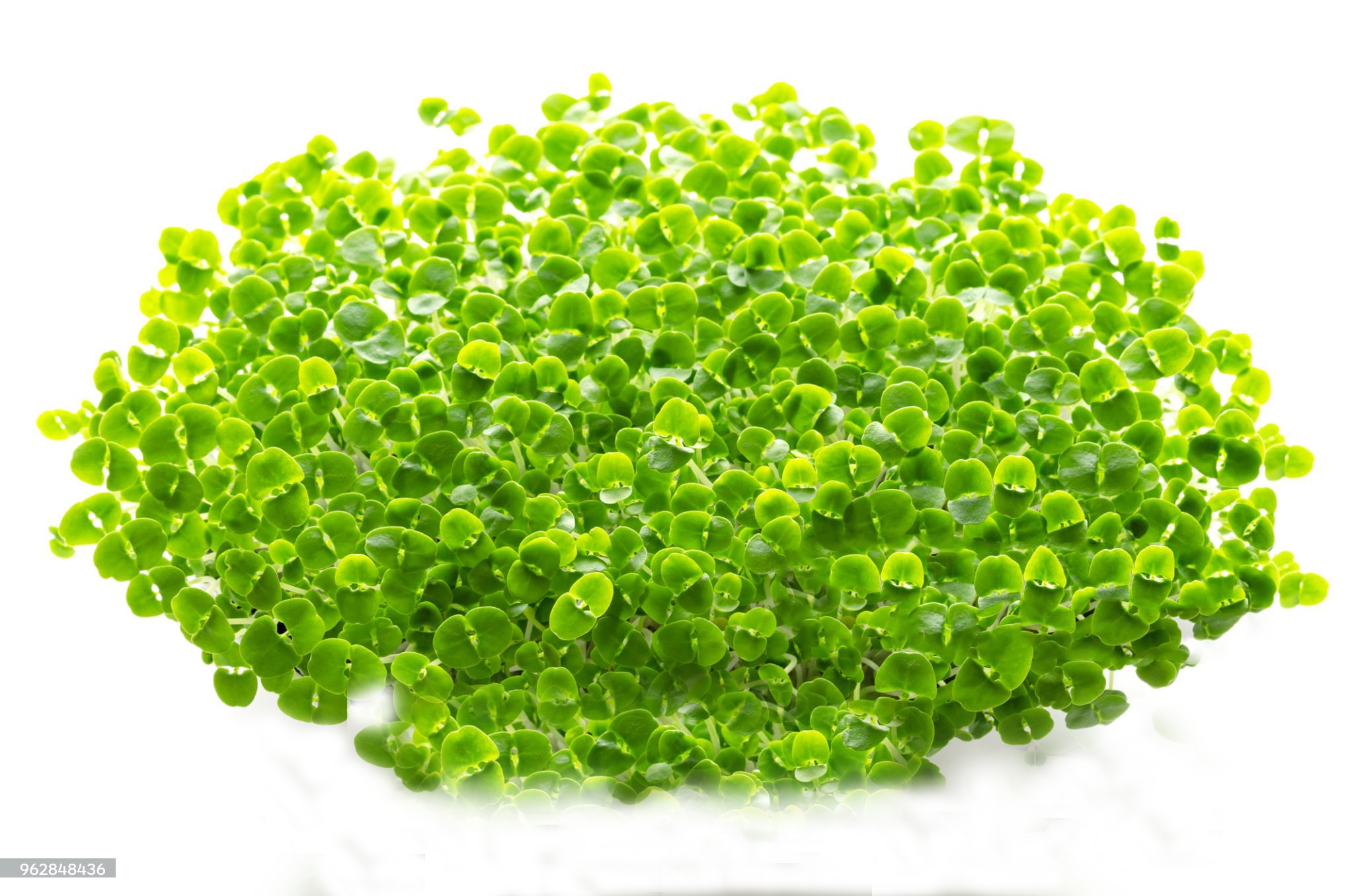 Microverdeturi de busuioc Genovese